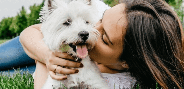 Affordable Gift for Dog Lovers Under $25 – Must-Have Picks
